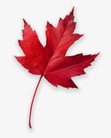 Transparent Red Maple Leaf Clipart - High Resolution Maple Leaf, HD Png Download, Transparent PNG