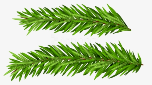 Free Png Pine Branches Set Png Images Transparent - Real Christmas Tree Branches Png, Png Download, Transparent PNG