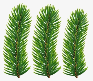 Pine Branches Transparent Image - Western Yew, HD Png Download, Transparent PNG
