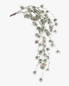 Green Pine Branch With Cones - Casuarina, HD Png Download, Transparent PNG