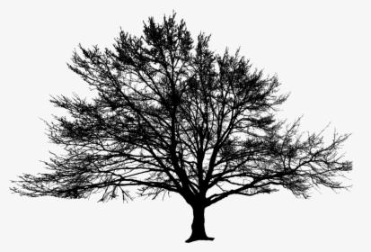 American Larch,white Pine,plant - Oak, HD Png Download, Transparent PNG