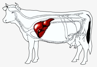 Liver Clipart Beef Liver - Location Of Liver In Cattle, HD Png Download, Transparent PNG