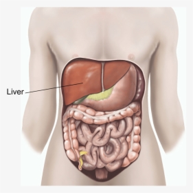 Illustration Showing A Liver Biopsy, HD Png Download, Transparent PNG
