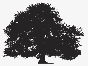 Oak Silhouette Tree Illustration - Transparent Background Tree Silhouette, HD Png Download, Transparent PNG