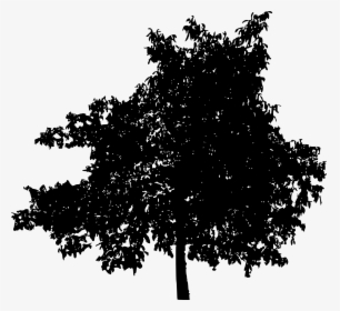 45 Tree Silhouettes Png Transparent Background - Deciduous Tree Silhouette Png, Png Download, Transparent PNG
