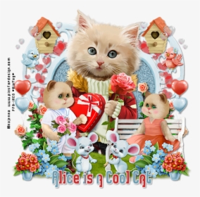Alice Is A Cool Cat Foru - Kitten, HD Png Download, Transparent PNG