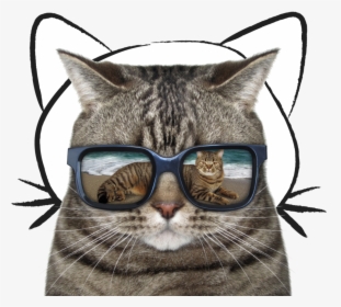 Cat With Sunglasses Royalty Free, HD Png Download, Transparent PNG