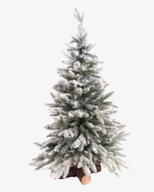 Christmas Tree Snowy, - Snowy Christmas Tree Png, Transparent Png, Transparent PNG