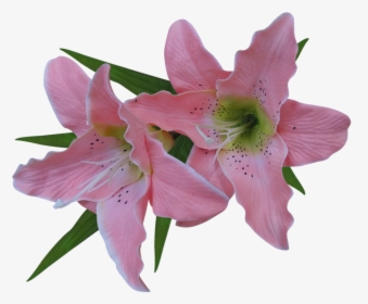 Transparent Easter Lily Png - Lily Flower Transparent Background, Png Download, Transparent PNG