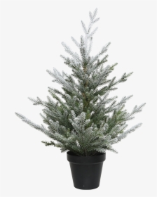 Christmas Tree In A Pot, Snowy, - Weihnachtsbaum Im Topf, HD Png Download, Transparent PNG