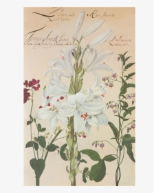 Picture Of White Lily Flower Plates De Geest - Giglio Botanica, HD Png Download, Transparent PNG