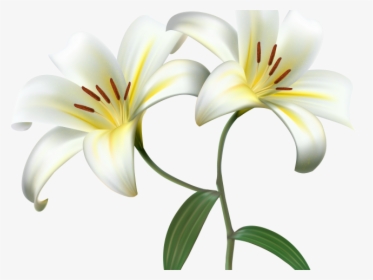 Lily Clipart Yellow Bell Flower - Lily Flower Transparent Background, HD Png Download, Transparent PNG