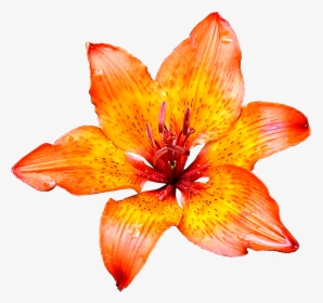 Lily Flower Png Images Transparent Images Free Download - Lily Flower White Background, Png Download, Transparent PNG