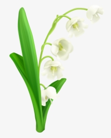 Of The Valley Png - Lily Of The Valley Png, Transparent Png, Transparent PNG