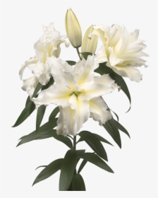 Lily, HD Png Download, Transparent PNG