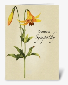 Lily Flower Sympathy Botanical Greeting Card - Erythronium 'pagoda', HD Png Download, Transparent PNG