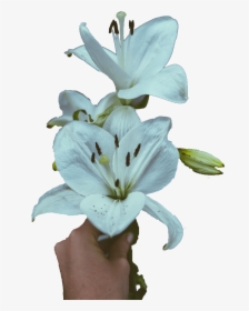 Lilies Sympathy Flowers - Stargazer Lily, HD Png Download, Transparent PNG