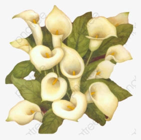 White Flower Bouquet Clipart - Arum-lily, HD Png Download, Transparent PNG