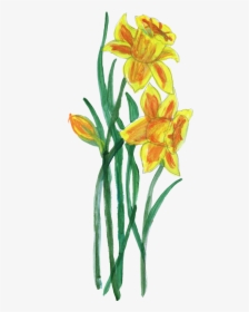 Lily, HD Png Download, Transparent PNG