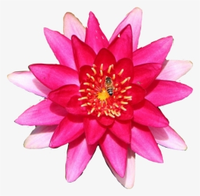#lily #flower #waterlily - Water Lily, HD Png Download, Transparent PNG