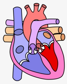 Heart Diagram Without Labelling, HD Png Download, Transparent PNG