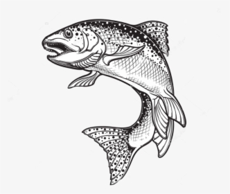 Rainbow Trout Drawing Sketch Vector Graphics Illustration - Rainbow Trout Trout Silhouette, HD Png Download, Transparent PNG