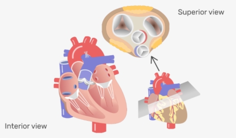 The Four Valves Of The Heart Animation Slide - Transparent Human Heart Valves, HD Png Download, Transparent PNG