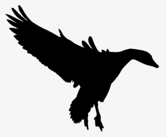 Duck Goose Fauna Feather Silhouette - Bird Of Prey, HD Png Download, Transparent PNG