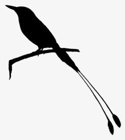 Beak Clip Art Fauna Feather Silhouette - Raven, HD Png Download, Transparent PNG
