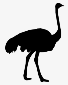 Silhouette, Ostrich, Zoo, Feather, Fauna, Fowl - Ostrich Silhouette Png, Transparent Png, Transparent PNG