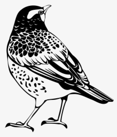 Transparent Feather Silhouette Png - Thrush Black And White, Png Download, Transparent PNG