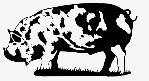 Competitive Advantage Business Solutions, Llc - Kune Kune Pig Black And White, HD Png Download, Transparent PNG