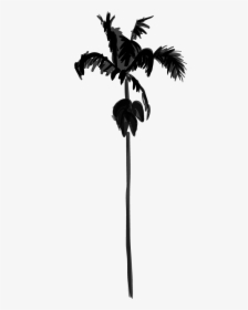 Palm Trees Black & White - Silhouette, HD Png Download, Transparent PNG