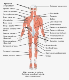 Parts And Functions Of Musculoskeletal System, HD Png Download, Transparent PNG