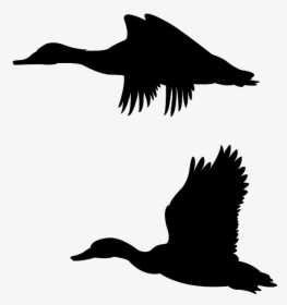 Mallard Duck Flying Outline, HD Png Download, Transparent PNG