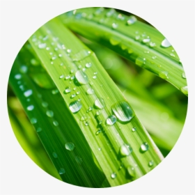 Citronella With Water Drop, HD Png Download, Transparent PNG