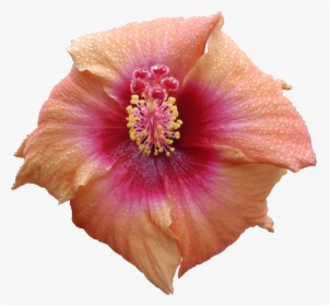 Flower Texture Png - High Resolution Flower Texture Png, Transparent Png, Transparent PNG