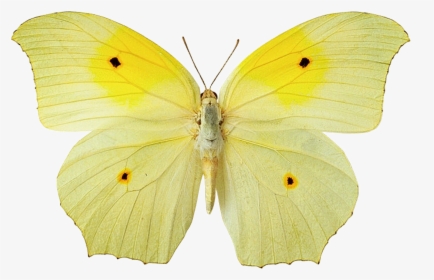 Transparent Buterfly Png - Yellow Butterfly No Background, Png Download, Transparent PNG