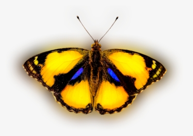 Transparent Yellow Butterfly Png - Animals That Fly Png, Png Download, Transparent PNG