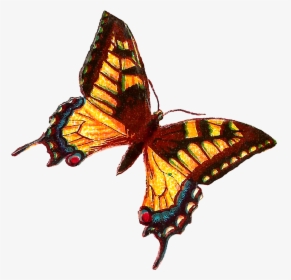 Yellow Butterfly Images - Butterfly, HD Png Download, Transparent PNG