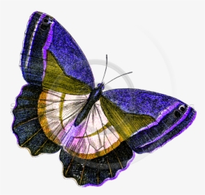 Yellow Butterfly Png , Png Download - Purple And Yellow Butterflies, Transparent Png, Transparent PNG