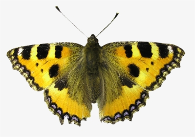 Butterfly Moth, HD Png Download, Transparent PNG