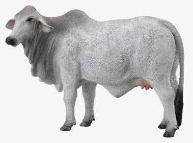 Cow Png Free Images - Transparent Background White Cow Png, Png Download, Transparent PNG