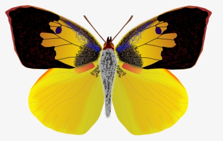 Dogface Butterfly Clip Arts - Male Dog Face Butterfly, HD Png Download, Transparent PNG