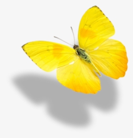 Real Yellow Butterflies, HD Png Download, Transparent PNG