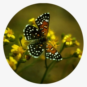 Metalmark Butterfly - Insect Behavior, HD Png Download, Transparent PNG