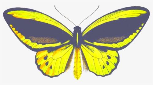 Birdwing Butterfly Clip Arts - Brush-footed Butterfly, HD Png Download, Transparent PNG