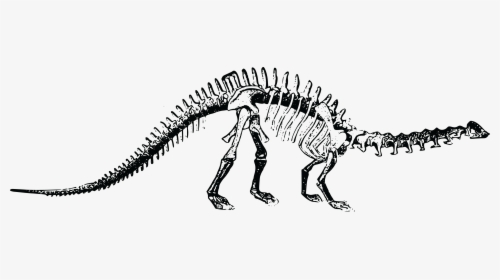 Transparent Skeletons Png - Dinosaur Bones Transparent Background, Png Download, Transparent PNG