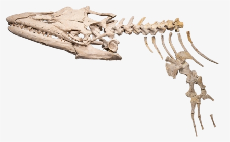 Sea Monster Png -a Skeleton Of A Mosasaur - Rib, Transparent Png, Transparent PNG