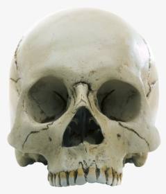 Forensic Anthropology, HD Png Download, Transparent PNG